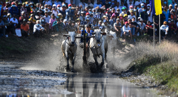 مهرجان سنوي لسباق الثيران في فيتنام